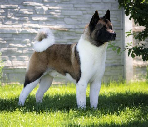 American Akita - Dog Breed Information, Photo, Care, History - Fello.pet