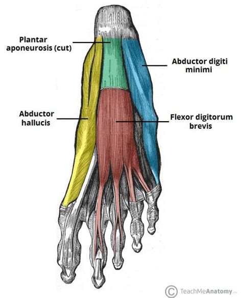 Muscles of the Foot - Dorsal - Plantar - TeachMeAnatomy