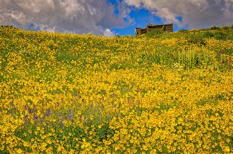 Crested Butte Wildflowers - William Horton Photography