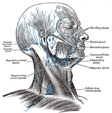 Lymph Node Anatomy Face