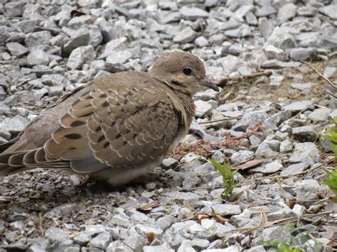 Winged Things: Endangered reptiles and a very very rare bird