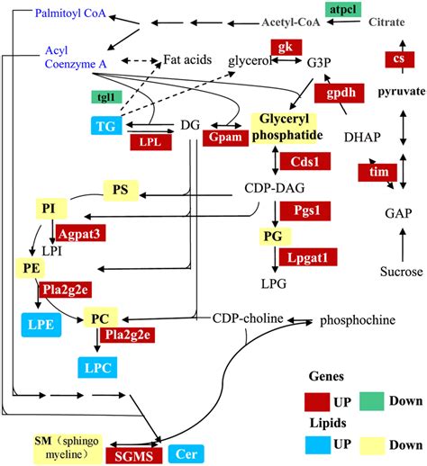 Kegg Pathway Glycerophospholipid Metabolism Staphylococcus Aureus | My ...