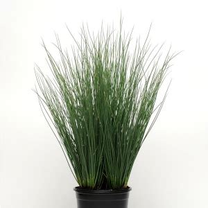 Grass, Juncus Blue Arrows - RCOP