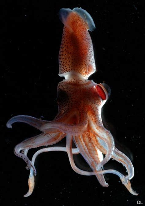 Histioteuthidae. jewel squid. | Deep sea creatures, Deep sea animals, Ocean creatures