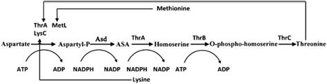 Threonine synthesis pathway from aspartate in E. coli. The reactions... | Download Scientific ...