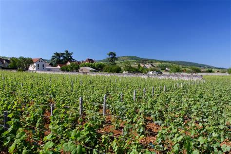 The Route des Grand Crus, Cote de Beaune – Notes from Camelid Country