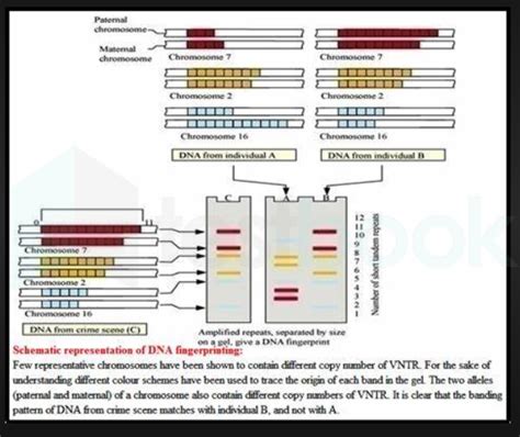 Human Genome Project and DNA Fingerprinting MCQ [Free PDF] - Objective Question Answer for Human ...