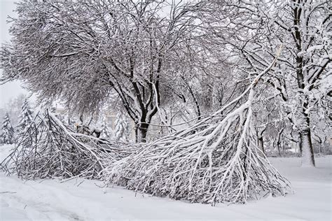 Snowstorm Damage Checklist • Ivan's Tree Service