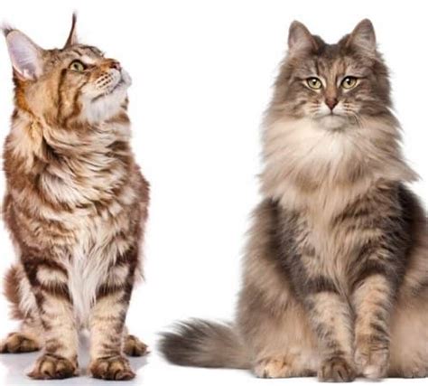 Norwegian Forest Cat Vs. Maine Coon: 6 Differences Revealed!