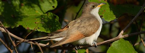 Yellow-billed Cuckoo - American Bird Conservancy