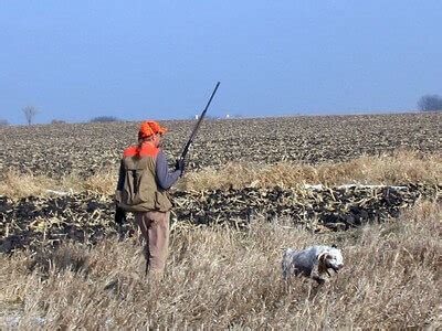 20 Best Quail Hunting Tips