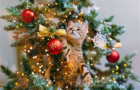 How Do You Keep Cats Away From Christmas Trees? 7 Expert Tips