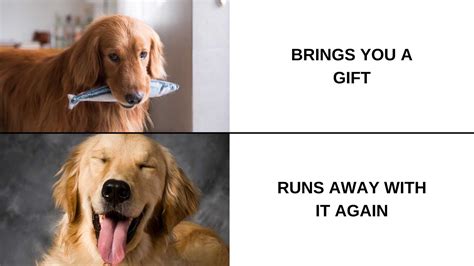 8+ Brilliant Golden Retriever Memes You Need To See