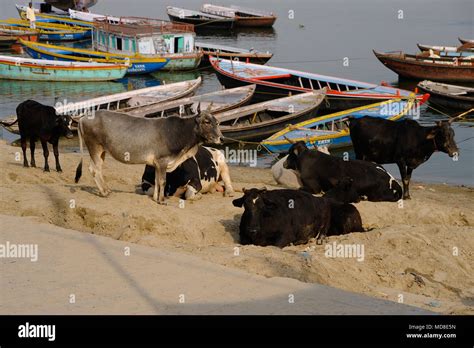 Sacred cows beside the sacred River Ganges in Varanasi Stock Photo - Alamy