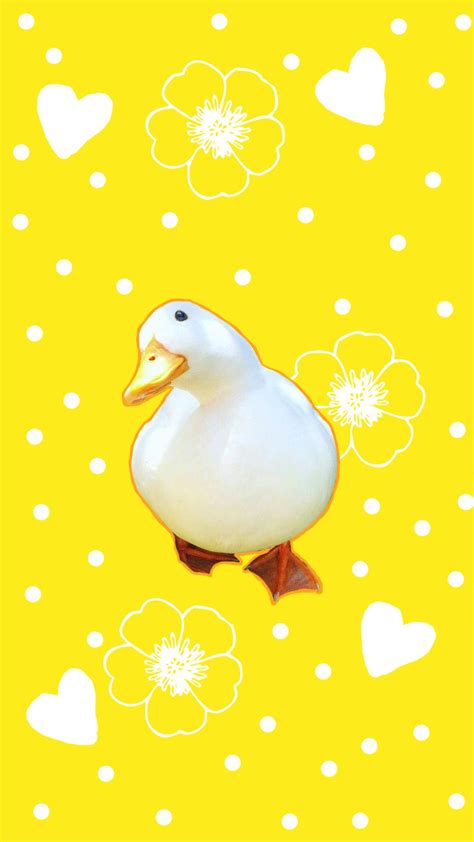 I made a duck wallpaper : r/duck