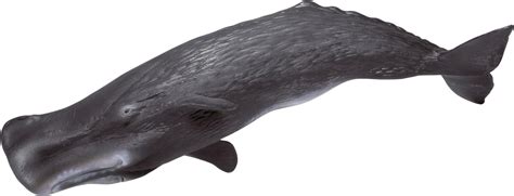 Schleich Sperm Whale: Amazon.ca: Toys & Games