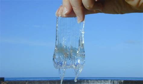 Irukandji jellyfish: Everything you need to know - Australian Geographic