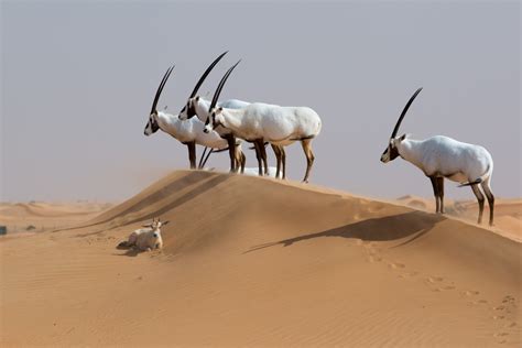 Dubai Desert Conservation Reserve, United Arab Emirates