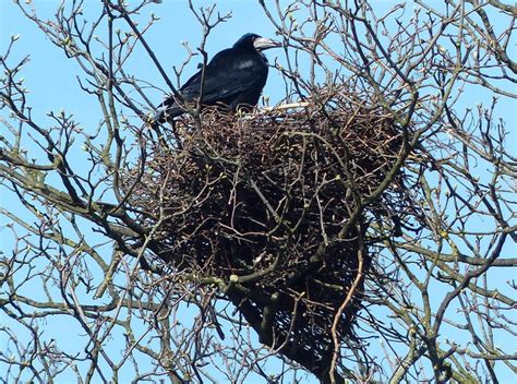 Rooks nest in Rectory Place © Mat Fascione cc-by-sa/2.0 :: Geograph Britain and Ireland