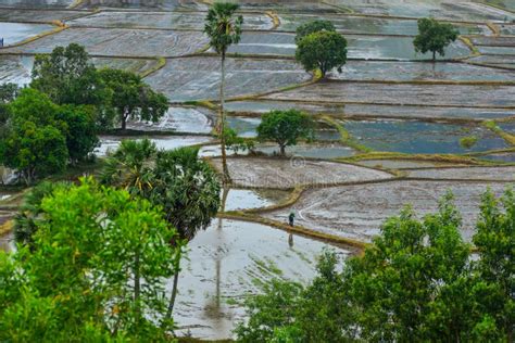 Rice Field in Mekong Delta, Vietnam Stock Photo - Image of meadow ...