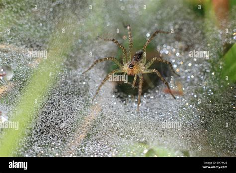 Funnel Web Weaver Spider Stock Photo - Alamy