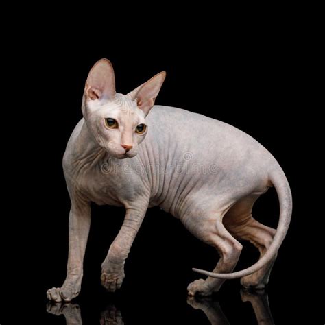 Pink Sphynx Cat Isolated on Black Background Stock Image - Image of isolated, black: 113643789