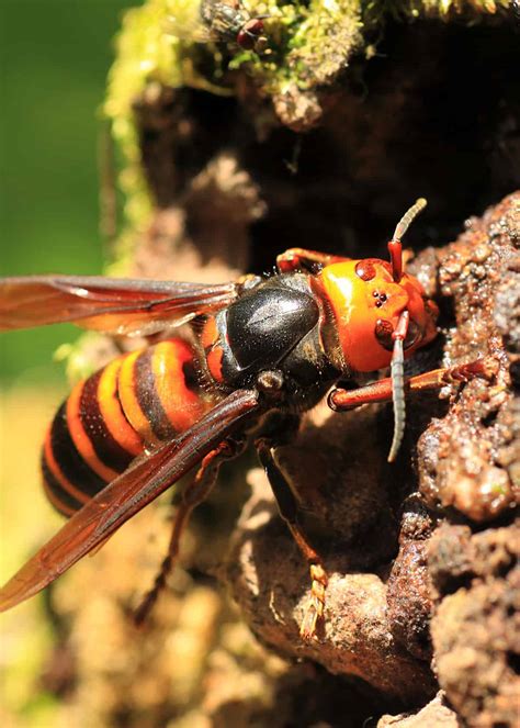 50 Japanese Giant Hornet Facts (Complete Guide) Plus Photos, Videos | Everywhere Wild