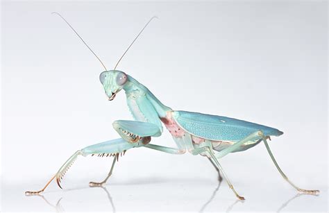 Blue Female Jade Mantis — Digital Grin Photography Forum