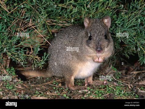 BRUSH-TAILED BETTONG Bettongia penicillata Endangered species, Australia Stock Photo - Alamy