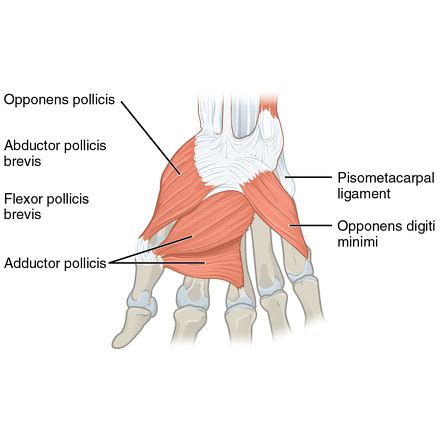 Abductor And Adductor Muscles