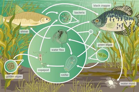 池塘生态系统食物网- TheRescipes.info - 雷竞技reybat官网