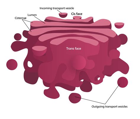 Golgi apparatus - Structure - Function - TeachMePhysiology