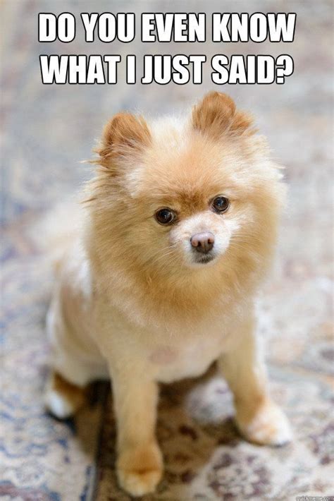 16 Pomeranian Memes That Will Keep You Laughing For Hours | Pomeranian ...