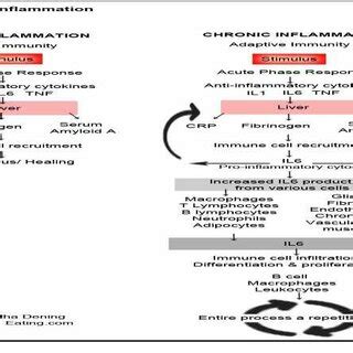 Pathways of Inflammation | Download Scientific Diagram