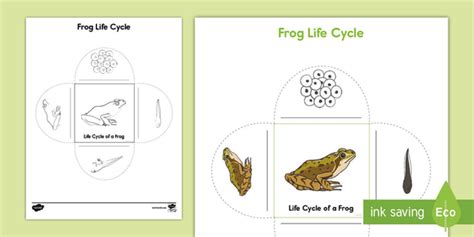 วัฏจักรชีวิตของกบ (Frog Life Cycle) - วงจรชีวิตกบมีกี่ระยะ