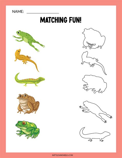 Amphibians Worksheets for Children | Loose Printables - Blackevo