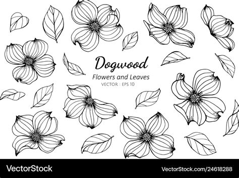 Dogwood Flower Tattoo Pics | Best Flower Site