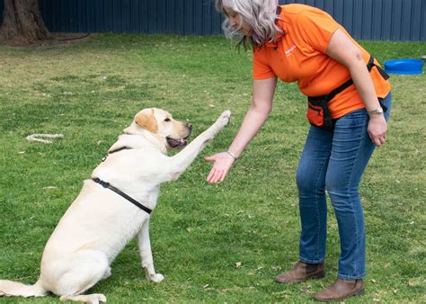 How Do You Train A Submissive Dog