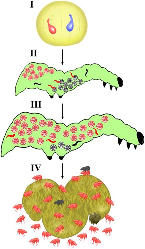 Schematic diagram of the process of development in a polyembryonic... | Download Scientific Diagram