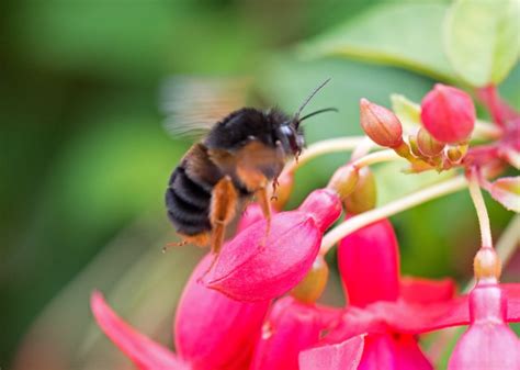 A big black, beautiful bumblebee! | Ray Cannon's nature notes