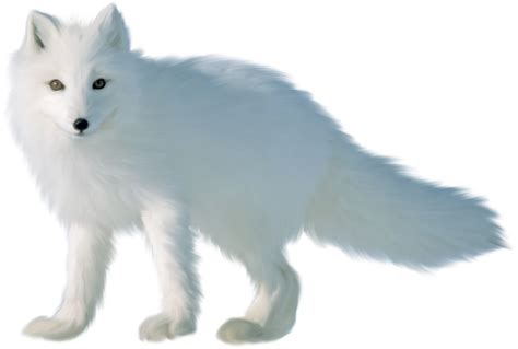 Arctic Fox PNG Transparent Images - PNG All