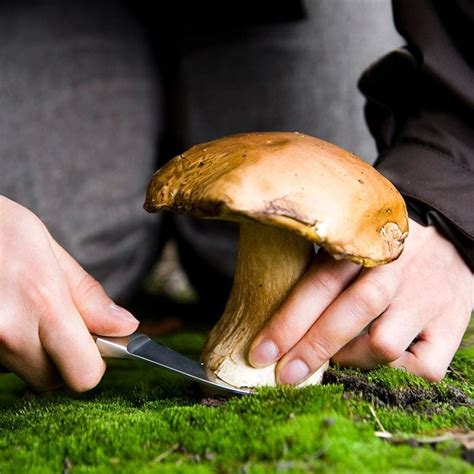 How to Start Foraging for Mushrooms | Family Handyman