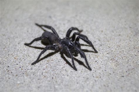 Spider mating season creeps out Crossroads residents | Goliad | victoriaadvocate.com