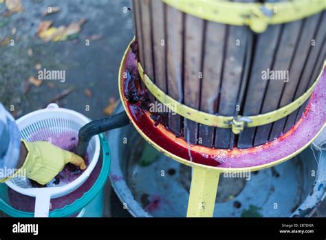 Wine Making Process High Resolution Stock Photography and Images - Alamy