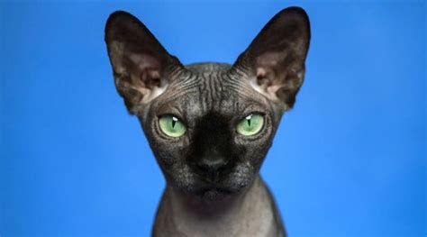 Black Hairless Cats Three breeds of hairless cats to discover!