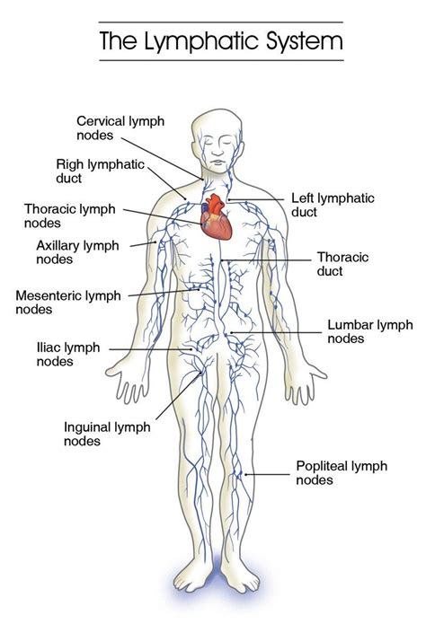 The Lymphatic System Diagram - koibana.info | Lymphatic system, Lymphatic system diagram, Lymphatic