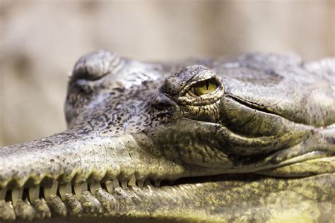 Gharial Head Free Stock Photo - Public Domain Pictures