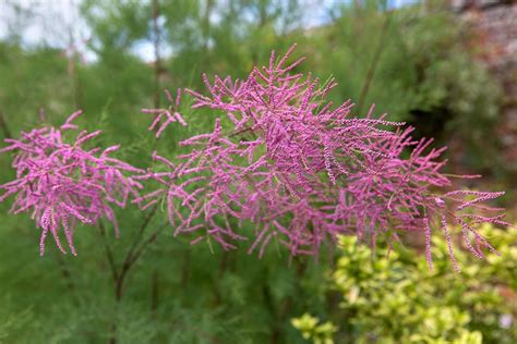 How to Grow a Tamarisk Tree | BBC Gardeners World Magazine