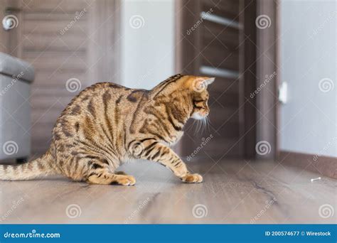 Closeup of a Cute Domestic Bengal Cat Walking in a House Stock Image - Image of walking, mammal ...