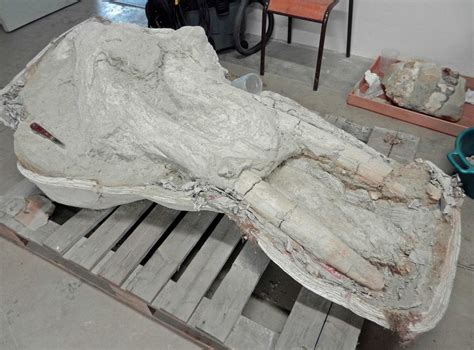 French Farmer Discovered a Rare Mastodon Skull, But Kept It Secret for Years | Live Science